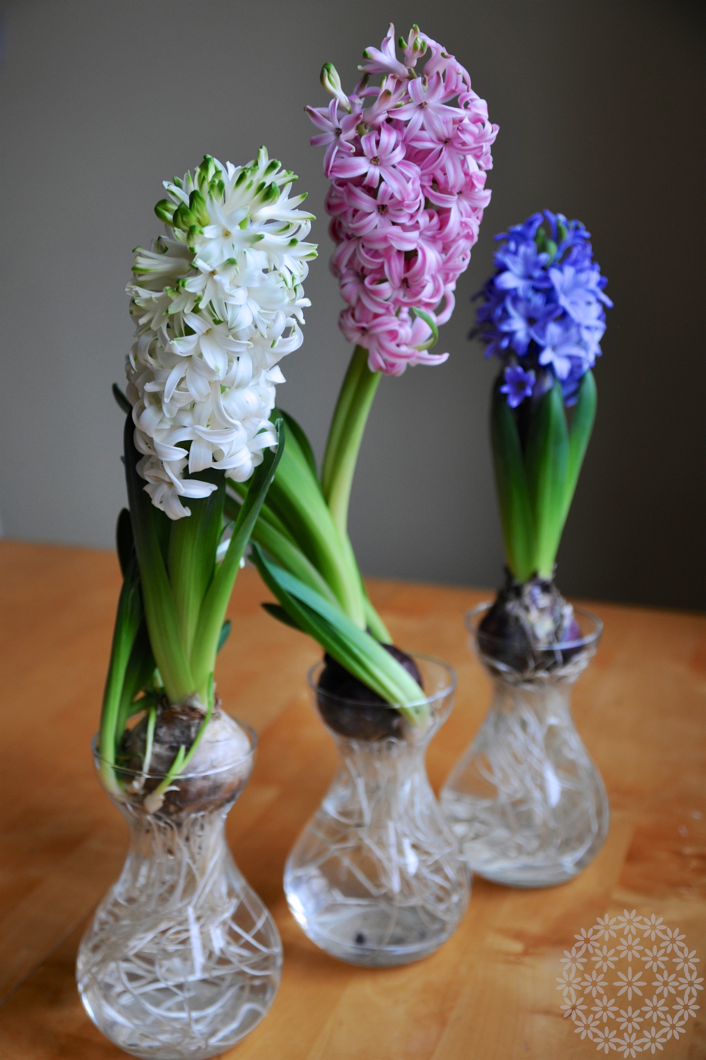 Jaloangervo (Astilbe)